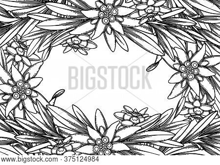 Graphic Edelweiss Flowers And Leaves. Vector Floral Design