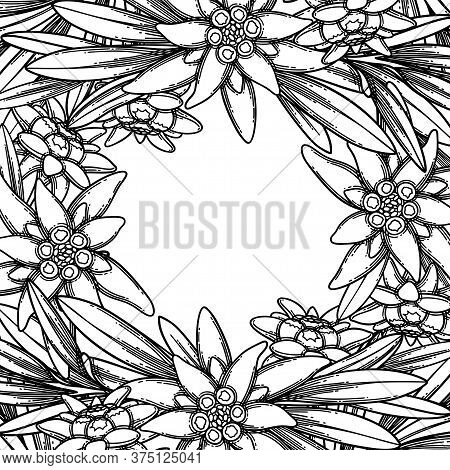 Graphic Edelweiss Flowers And Leaves. Vector Floral Design