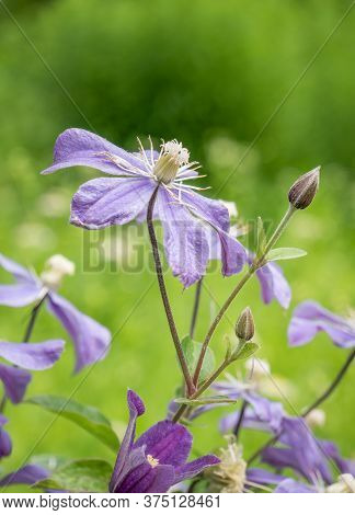 Purple Flower Clematis Arabella With Green Blurred Background.
