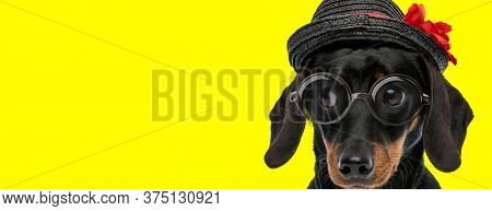 adorable teckel dachshund dog wearing glasses and hat, looking to side on yellow background
