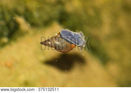 A Close-up Of A Lymnaea Stagnalis Sludge Snail, A Pond Snail.