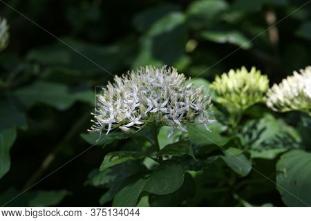 Cornus Controversa In Bloom In The Arboretum