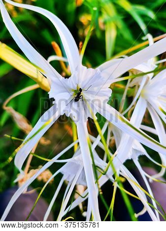 An Ant On White And Blue Flower Plant In The Garden