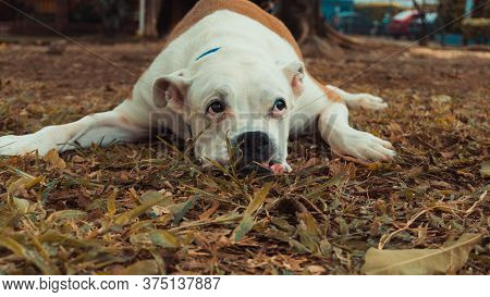 A Portrait Oof A Boxer Dog Lying In The Grass, Looking Up Over The Camera. A Puppy Relaxing On A Par
