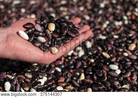 Hand Pouring Dried Colorful Beans Through Fingers Onto More Beans In Pile On A Farm At Annapurna Cir