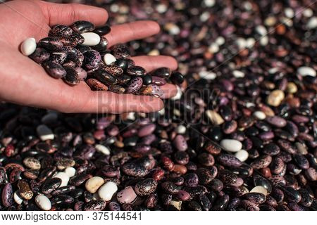 Hand Pouring Dried Colorful Beans Through Fingers Onto More Beans In Pile On A Farm At Annapurna Cir