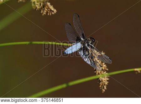 Broad-bodied Chaser Under A Blue Sky In Summer