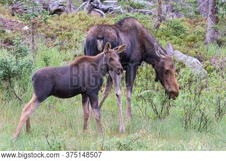 Wild Moose Living In The Forests Of The Colorado Rocky Mountains. Moose Cow And Calf