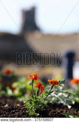 A Flowerbed Of Marigold Flowers With Aberystwyth Castle Silhouetted In The Background