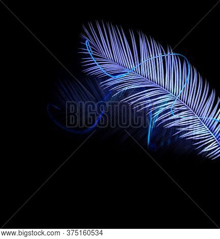 Blue Palm Tree With Neon Lights Isolated On Black.