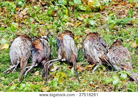 udelukker af døde fasaner