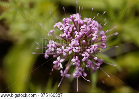 Flower Of A Caucasian Crossword, Phuopsis Stylosa