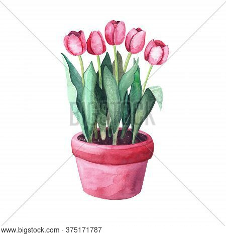 Watercolor Red Tulips In A Pot. Home Plant In The Garden. Illustration On White Background