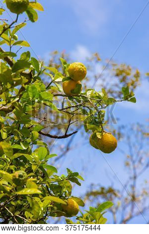 Costa Rica Lemons On The Tree In A Sunny Day