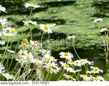 White Bright Daisys On A Blurr Background Of An Overgrown Pond