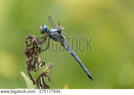 A Profile View Of A Male Great Blue Skimmer