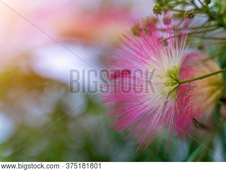 Albizia Julibrissin Or Lankaran Acacia Pink Flower On Green Background. Selective Focus Flower Of La