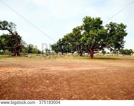 Big Tree View In Sunny Summer Season In Countryside Area