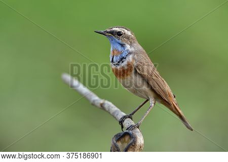 Exotica Brown Bird With Orange Feathers On Its Belly And Blue Feathers On Iits Chin Smart Perching O