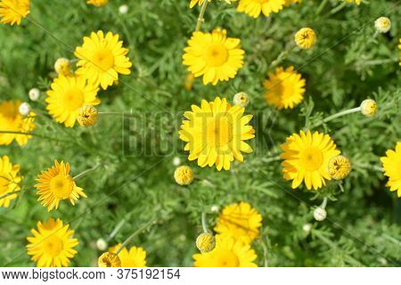 Yellow Flowers Of Cota Tinctoria Plants.golden Marguerite (anthemis Tinctoria) In Meadow