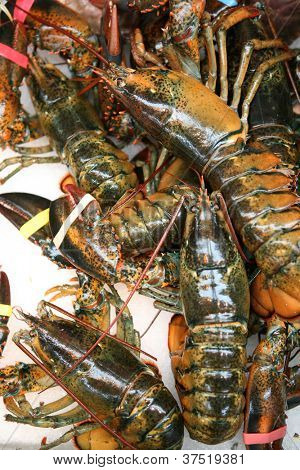 Amerikan ıstakoz, Homarus americanus, satışa hazır.