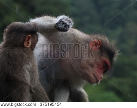 Monkeys catching lice on the road side - a scene from Western Ghats, Wayanad