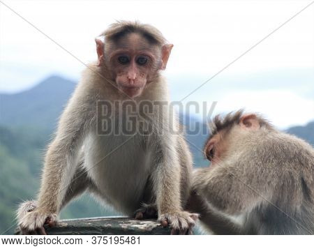 Monkeys Catching Lice On The Road Side