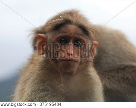 Monkeys catching lice on the road side - a scene from Western Ghats, Wayanad