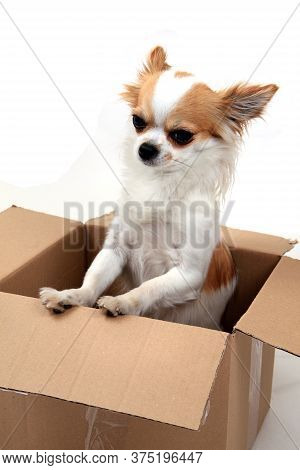 Chihuahua In The Paper Box