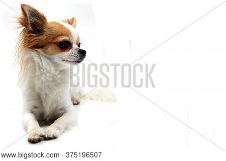 Portrait Of Small Smart Chihuahua