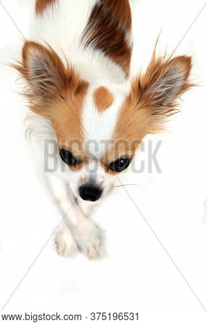 Portrait Of Small Smart Chihuahua
