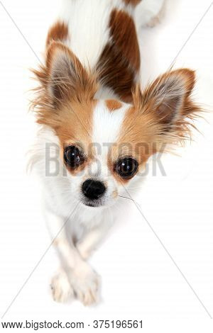 Portrait Of Small Smart Chihuahua Isolated On The White Background