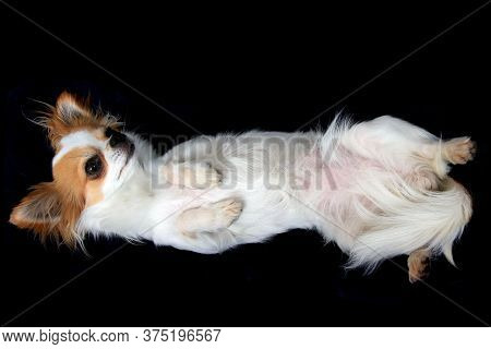 Portrait Of Small Smart Chihuahua