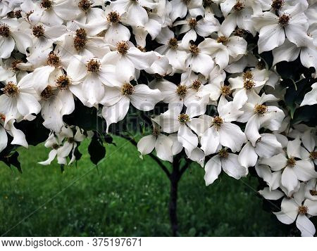 Cronus Cousa Plant Flowers