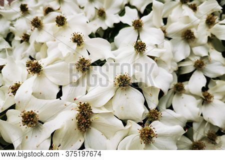 Cronus Cousa Plant Flowers