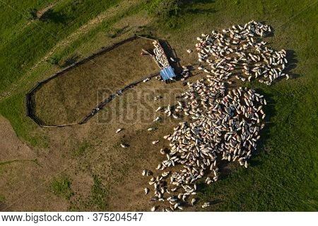 Aerial View Of Herd Of Sheep Marked With Colored Paint Grazing Near A Sheepfold