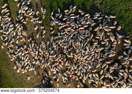 Herd Of Sheep Marked With Colored Paint Grazing On Meadow, Aerial Drone View