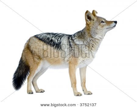 Sciacallo dalla gualdrappa () - Canis Mesomelas