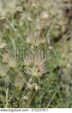 Ache Plume Seed Head - Latin Name - Fallugia Paradoxa