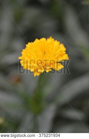 Tickseed Solena Compact Gold - Latin Name - Coreopsis Grandiflora Solena Compact Gold