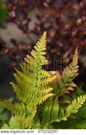 Autumn Fern - Latin Name - Dryopteris Erythrosora