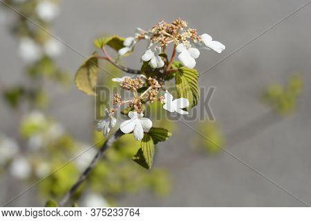 Japanese Snowball Mariesii - Latin Name - Viburnum Plicatum Mariesii