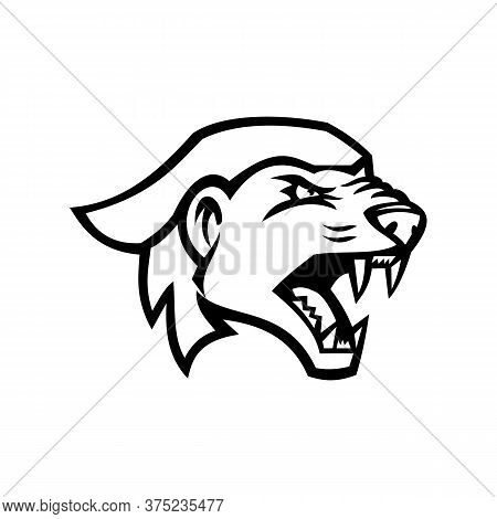 Black And White Illustration Of Head Of Angry And Aggressive Honey Badger Mellivora Capensis, Also K