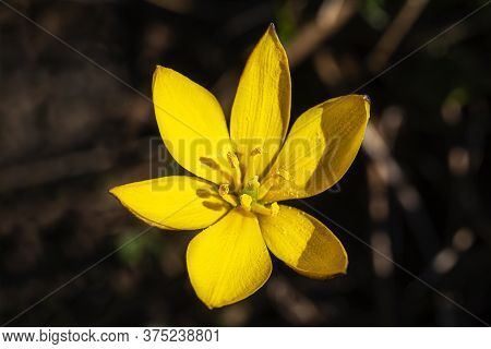 Close Up Shot Of An Yellow Crocus Flavus Flower
