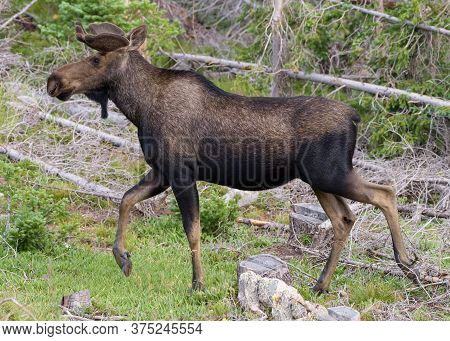 Wild Moose Living In The Forests Of The Colorado Rocky Mountains. Moose Calf In Tall Grass