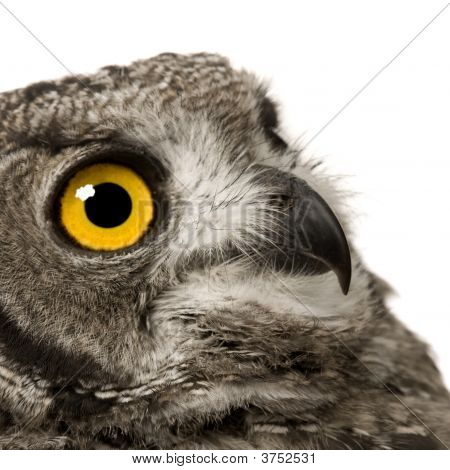 Plettet stor hornugle Bubo Africanus