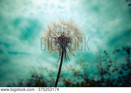Tragopogon, Goatsbeard Or Salsify Is Like A Huge Dandelion Flower.