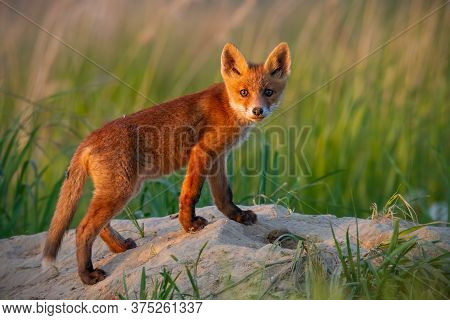 Immature Red Fox Standing On Den In Summer Nautre.