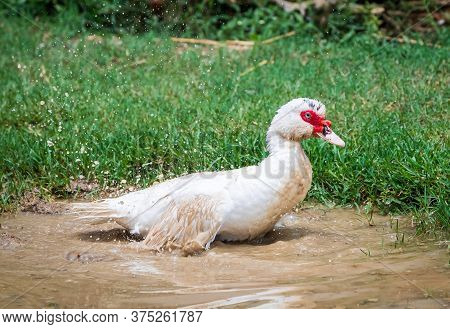 Portrait Of Muscovy Duck Cairina Moschata. Domestic Duck. Male Muscovy Duck Drake.