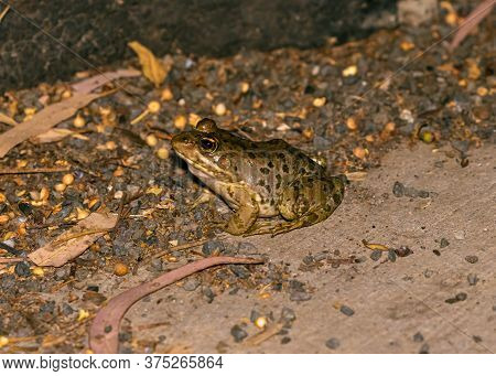 A River Amphibian Frog Sits At Night On A River Bank In The Golan Heights, In Northern Israel